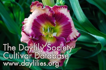 Daylily Raspberry Mountain